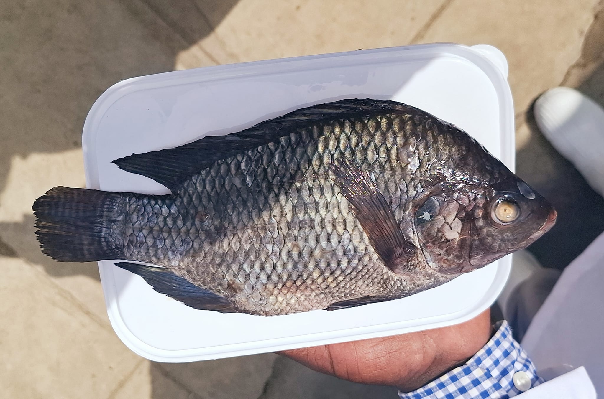 Fish Depos Nairobi